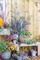 Wicker basket containing Heuchera 'Paris', Portuguese Laurel and Eucalyptus sprigs with Calluna and Phormium in metal containers beside it on wooden bench