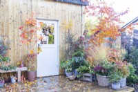 Wooden deck with a large variety of plants in different containers with autumn leaves scattered around