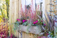 Window box planted with Ivy, Cyclamen, Callunas, Achnatherum calamagrostis - Pheasants tail grass and Photinia 'Little Red Robin' with mixed planting in various containers around it
