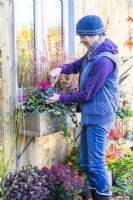 Woman planting Cyclamen in window box