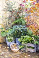 Various containers planted with Dryopteris erythrosora - Fern, Skimmia japonica 'Finchy', Rhododendron 'Madame Masson', Skimmia 'Oberies White', Fatsia japonica 'Spiderweb', Miscanthus 'Morning Light' on wooden deck with scattered Autumn leaves