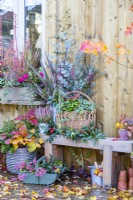 Wooden bench with Calluna and Phormium planted in metal containers, and a wicker basket containing Heuchera, Portuguese Laurel and Eucalyptus sprigs with a basket of berries and Autumn leaves scattered across the deck