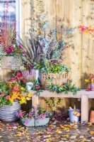 Wicker basket containing Heuchera, Portuguese Laurel and Eucalyptus sprigs with Calluna and Phormium in metal containers beside it on wooden bench with Autumn leaves scattered across the deck