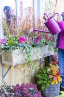Woman watering window box planted with Ivy, Cyclamen, Callunas, Stipa and Photinia