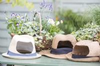 Hats with large holes cut out of the back on table with wicker basket containing Ivy, lavender and Violas