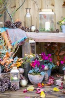 Tiered lanterns and Cyclamen in small pots with pinecones and leaves scattered around the area