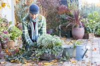 Woman planting Chamaecyparis 'Sky Blue' in shallow container with Carex, Ivy and Euphorbia characias 'Silver Edge'