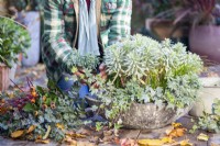 Woman planting Chamaecyparis 'Sky Blue' in shallow container with Carex, Ivy and Euphorbia characias 'Silver Edge'