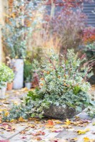 Shallow container planted with Euphorbia characias 'Silver Edge', Ivy, Carex and Chamaecyparis 'Sky Blue' with Cornus - Dogwood sticks and Eucalyptus Sprigs placed in and leaves scattered across the deck