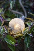Light bulb covered in frost resting on Leucothoe in wicker basket