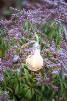 Light bulb covered in frost resting on Pieris