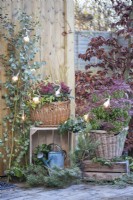 Wicker baskets planted with Skimmia, Leucothoe, Stipa and Pieris with Eucalyptus and Pine branches arranged and a string of lights placed across the top of the plants