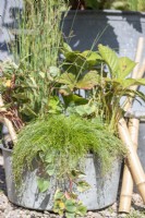 Galvanised metal basin planted with Isolepis cernua - Fiber optic grass, Juncus inflexus 'Hard Rush', Houttuynia 'Flame' amd Rodgersia pinnata 'Maurice Mason'