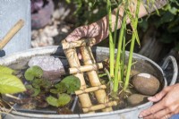 Woman placing small bamboo ladder in water filled basin so that any wildlife that enters will be able to get out