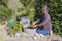 Woman planting Cyperus percamenthus - Dwarf Egyptian paper grass in large metal basin