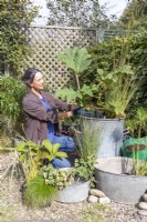 Woman planting Gunnera manicata - Giant prickly rhubarb in large galvanised metal bin