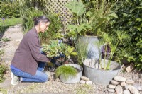 Woman planting Houttuynia 'Flame' in smaller metal basin