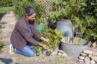 Woman planting Isolepis cernua - Fiber optic grass in metal basin