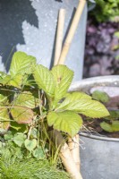 Rodgersia pinnata 'Maurice Mason' in mixed bog container