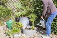 Woman filling large metal basin containing Cyperus and Nymphaea with water