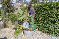 Woman mulching the the galvanised bin planted with Acorus, Juncus and Gunnera