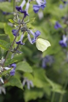 Butterfly, Gonepteryx rhamni, on Clematis heracleifolia 'Cassandra'