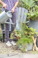 Woman watering galvanised metal basin planted with Isolepis, juncus, Houttuynia and Rodgersia