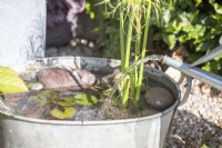 Woman filling large metal basin containing Cyperus and Nymphaea with water