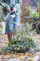 Woman watering shallow container planted with Euphorbia, Ivy, Carex and Chamaecyparis with Cornus - Dogwood sticks and Eucalyptus Sprigs placed in and leaves scattered across the deck