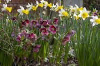 Helleborus x ballardiae and Narcissus 'Wisley'