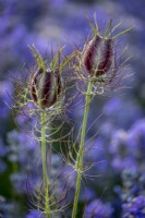 Nigella damascena, Love-In-A-Mist seed heads with lavender behind in a summer garden