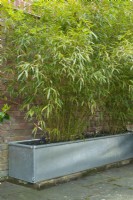 Phyllostachys aureosulcata spectabilis - bamboos planted in a galvanised metal livestock watering trough next to a brick wall. April.