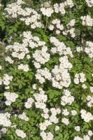 Rosa Bennet's Seedling, summer June
