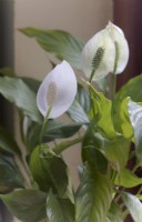 Peace lily - Spathiphyllum wallisii