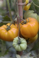 Tomato - Solanum lycopersicum German Orange Strawberry