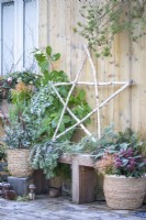 Birch star with Pine, Eucalyptus and Laurel branches on wooden bench with two wicker pots containing Juniperus chinensis, Eucalyptus and Cornus sprigs, Skimmia, Fern, Thuja and Stipa