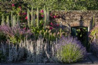 Informal summer border in a walled garden with Lavender, Stachys byzantina, Allium siculum and Echium pininana