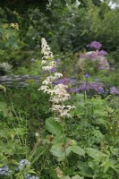 The clusters of flowers of Rodgersia podophylla 'Braunlaub' sway above the planting which includes Sanguisorba 'Lum' in the Horatio's Garden - Designer: Charlotte Harris and Hugo Bugg  -Sponsor: Project Giving Back -
