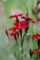 Dianthus barbatus 'Rockin Red'