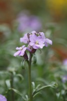Erysimum linifolium 'Little Kiss Lilac'