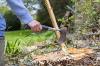 Woman using hatchet to sharpen one end of the birch stick