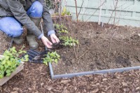 Woman preparing to plant Pea 'Purple Podded' seedlings