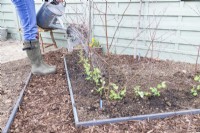 Woman watering Pea 'Purple Podded' seedlings