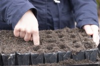 Woman poking holes in the compost to plant the peas