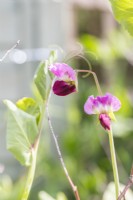Pea 'Purple Podded' flowers