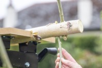 Woman pushing smaller Willow stick through the holes in the larger stick, creating a ring