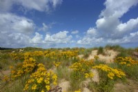 Common Ragwort Jacobaea vulgaris  growing on Holkham  sand-dunes Norfolk in August