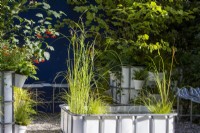 Repurposed upcycled industrial IBC -  intermediate bulk containers to create a modern contemporary pond with aquatic plants of Typha gracilis - Cat's Tail Bulrush, Cyperus longus and Carex riparia in the IBC Container Garden at Chelsea Flower Show September 2021