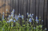 Salvia uliginosa 'Ballon Azul' - Bog Sage against a timber fence 
