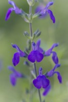 Salvia Blue Note